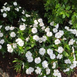 Meet your Posher, Sophie